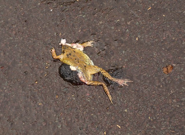 Squashed_frog,_Wells_-_geograph.org.uk_-_1730811.jpg