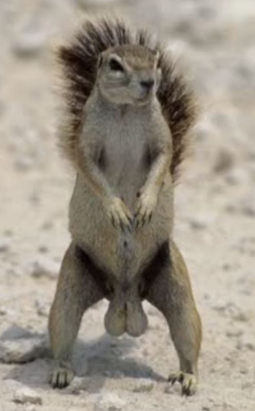 squirell nuts.png