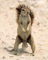 squirell nutsack.jpg