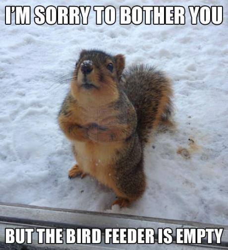 Squirrel - Bird Feeder is empty.jpg