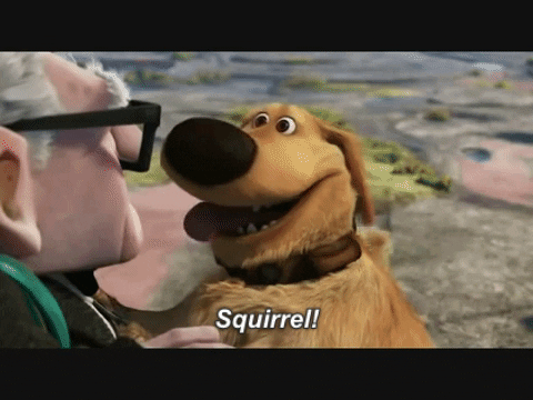 squirrel.gif
