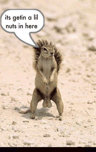 squirrel.gif