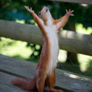squirrel.jpg