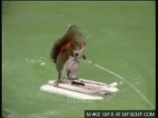squirrel-skiing-xd-o.gif