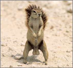 squirrel_nuts.jpg
