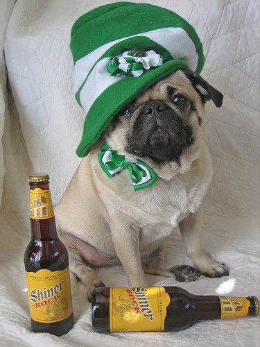 st-patricks-day-funny_14248053202.jpg