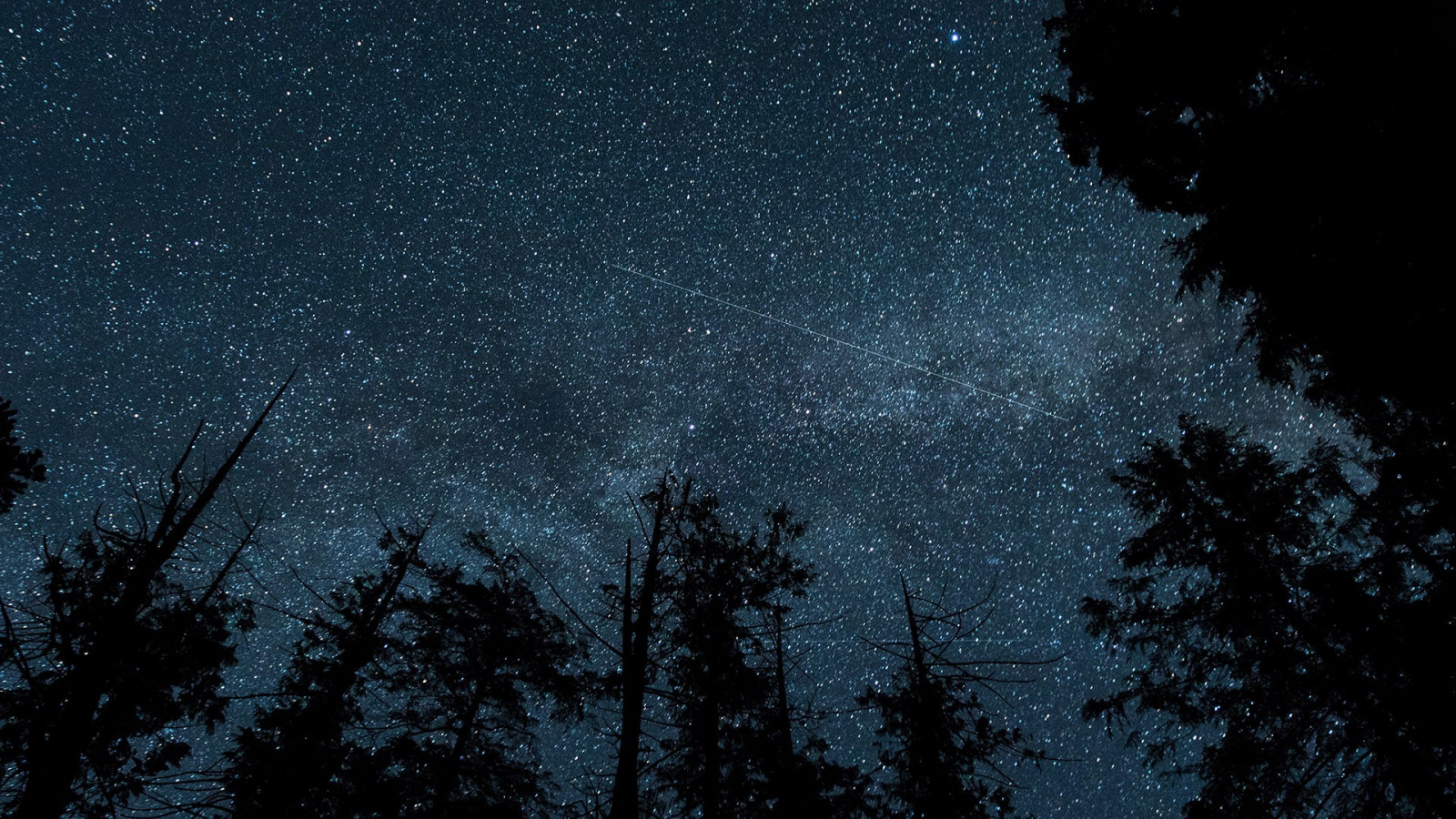 stars_forest_night_sky_sky_dark_night_trees_worm's_eye_view-1831645.jpg