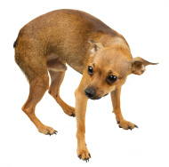 stock-photo-18888954-scared-dog.jpg