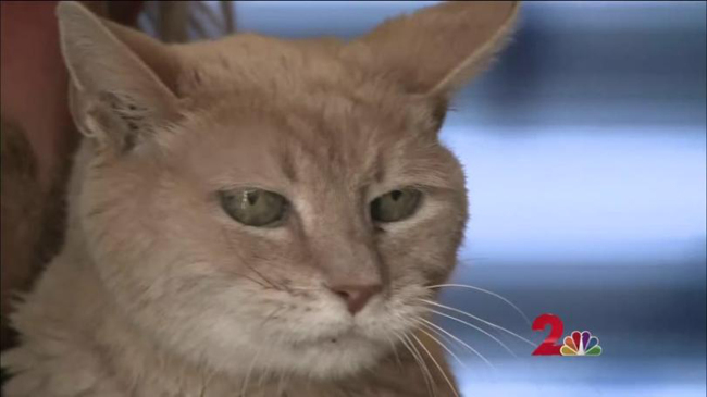 stubbs-2.jpg