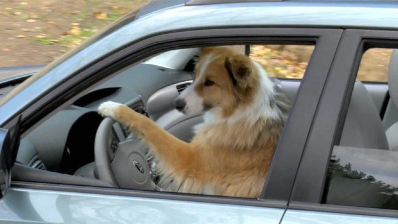 subaru-dogs-opt.jpg