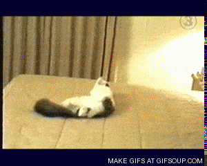 suicide-cat-o.gif