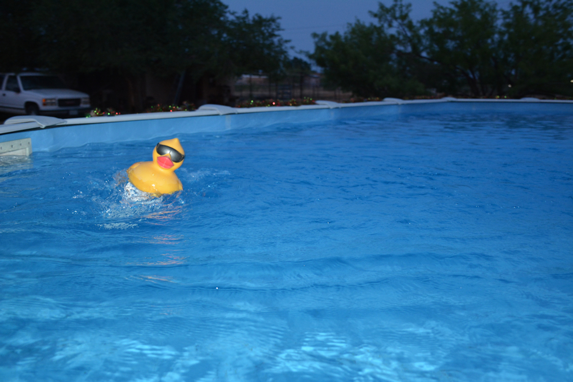 swimming pool 1 duck.jpg