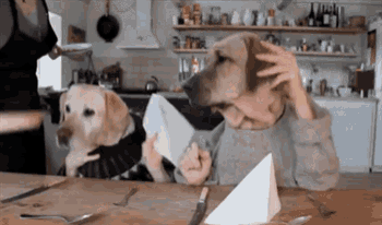 tenor (1).gif