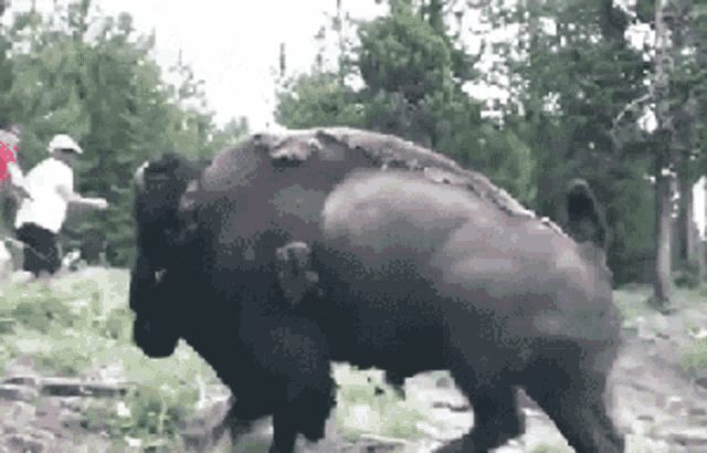 tenor (1).gif