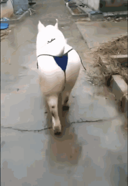 tenor-16.gif