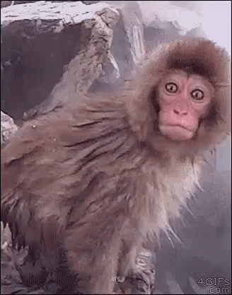 tenor - 2019-02-20T111944.551.gif