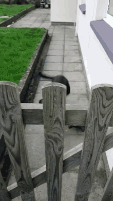 tenor-4.gif