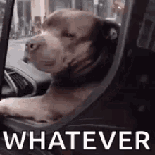 tenor (8).gif