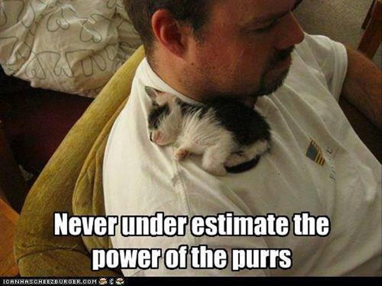 the-baby-kitten.jpg