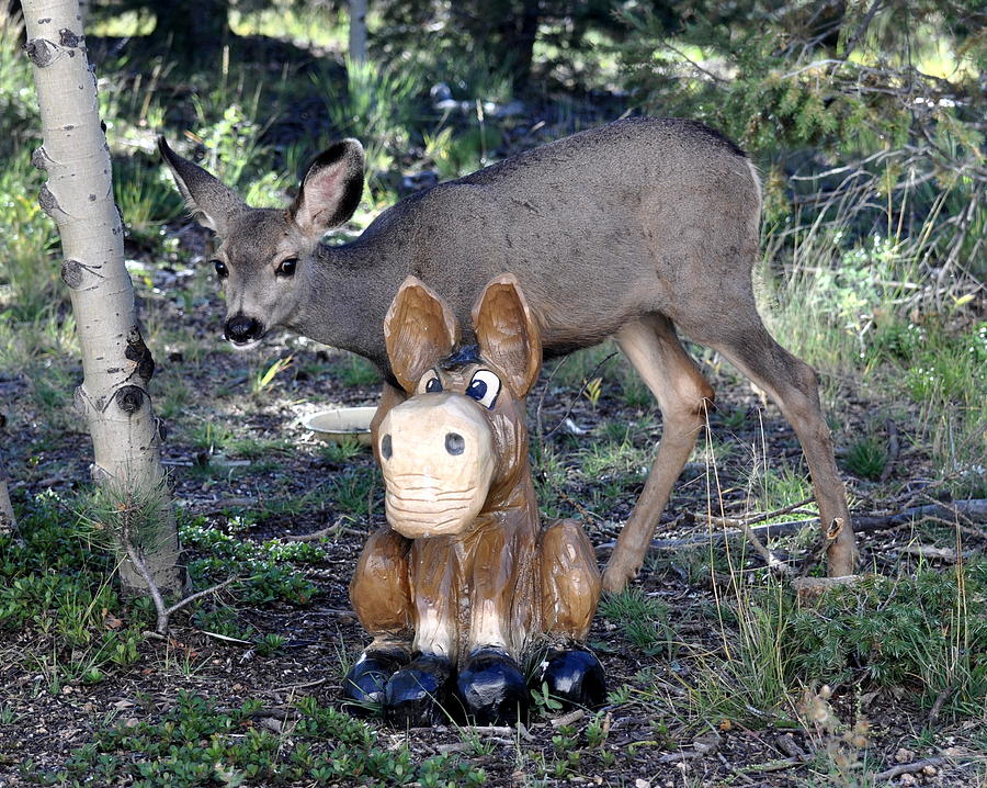 the-deer-and-the-donkey-pam-garcia.jpg