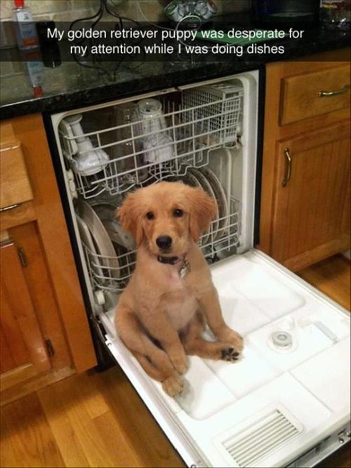 the-funny-animals-117.jpg