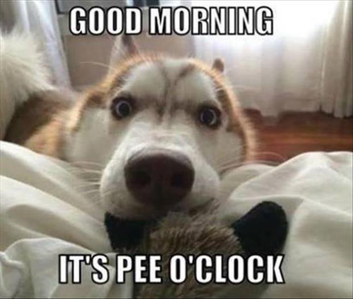 the-funny-animals-332.jpg