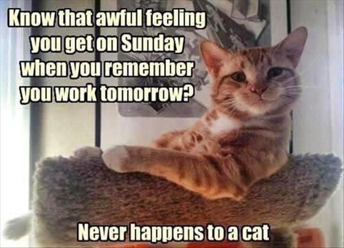 the-funny-animals-64.jpg