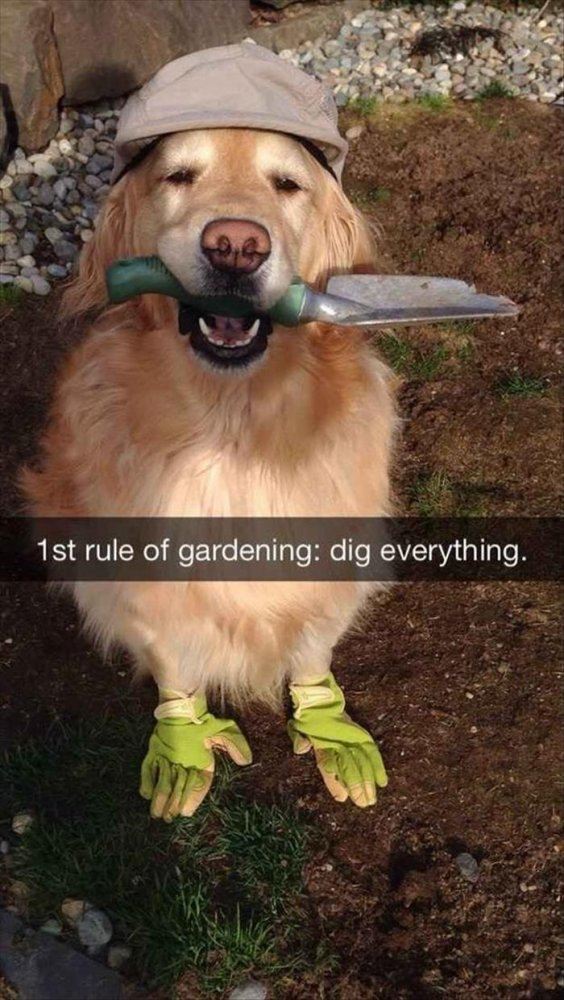 the-funny-animals-74.jpg