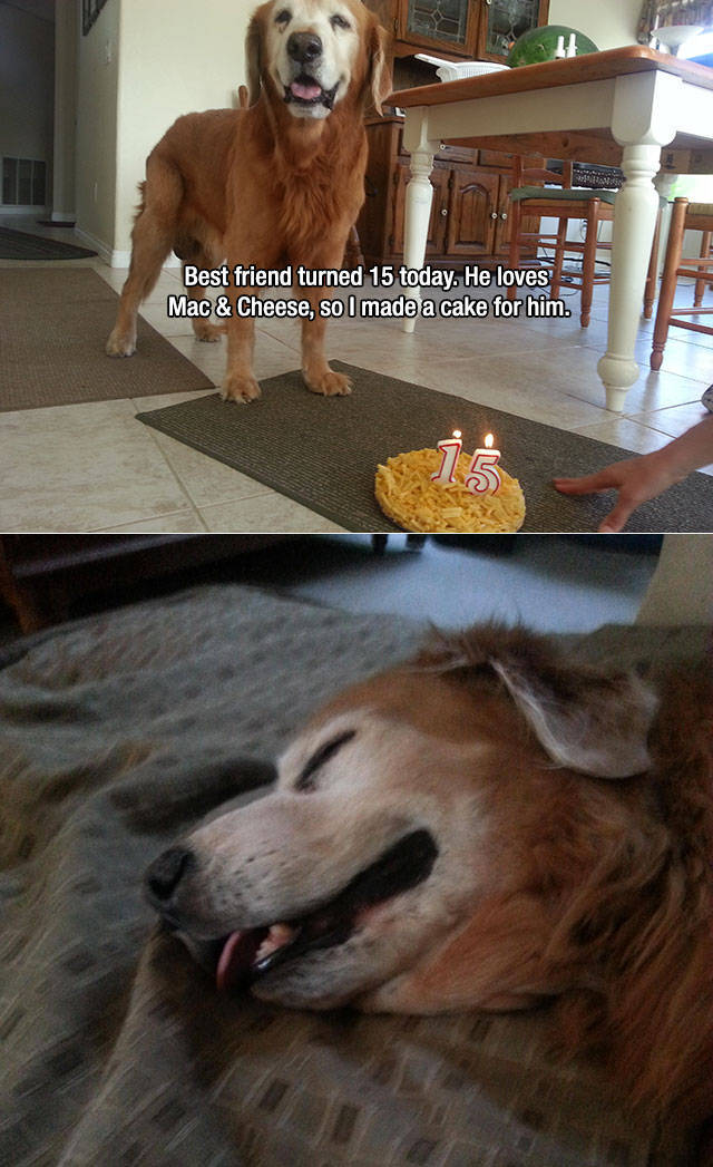 there_is_no_love_like_the_love_of_a_dog_640_high_45.jpg