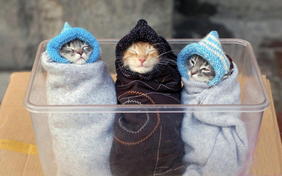 three-funny-cats-wrapped-cats-755111715.jpg