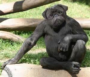 thumb-funny-weird-animals-photoes-gallery-2013--1439.jpg