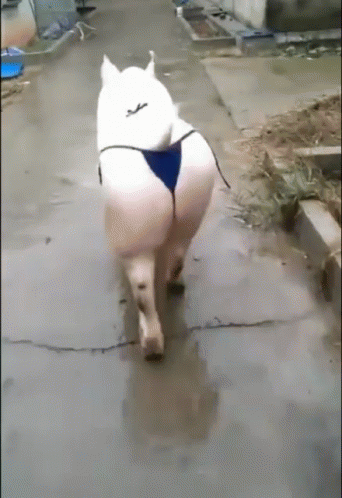 ti04445r31g21.gif