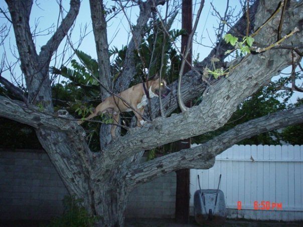 Titan tree 1.jpg