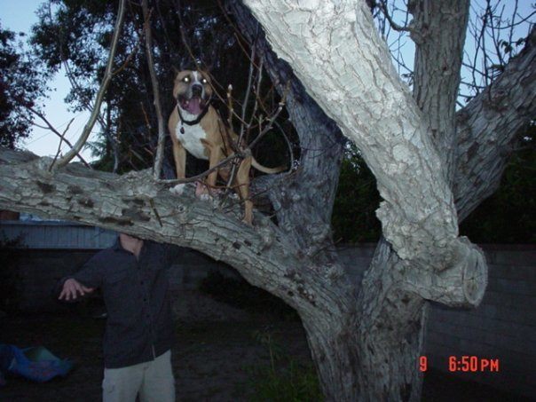 titan tree 2.jpg