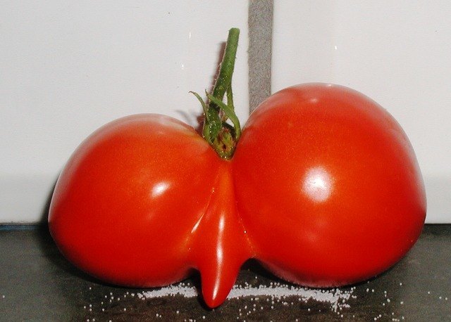 Tomato 08172014 (2).JPG