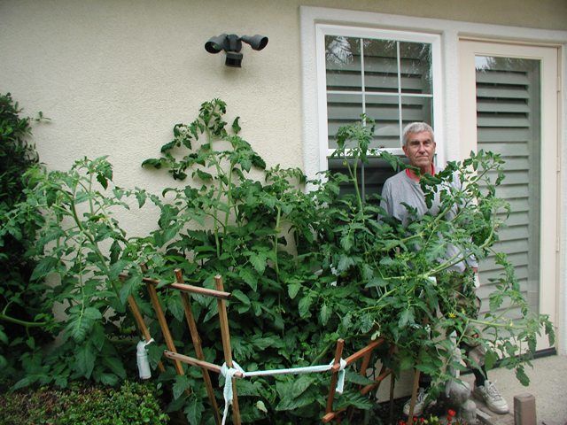 Tomato plant size.jpg