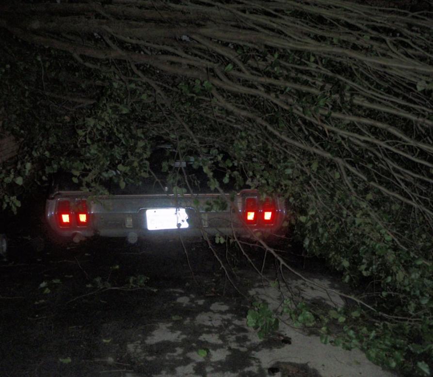Tree on 442.jpg