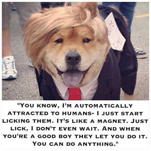 trump-dog-lick-580e59d35f9b58564c9b22db.jpg