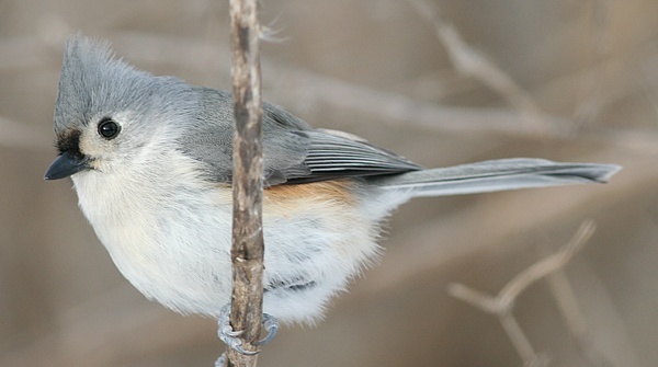 tuftedtitmouse.jpg