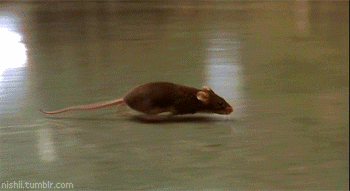 tumblr_m4afmljjiO1qmvzv2o1_400.gif