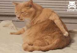 tumblr_n4ymbagRB91s818xzo1_250.gif