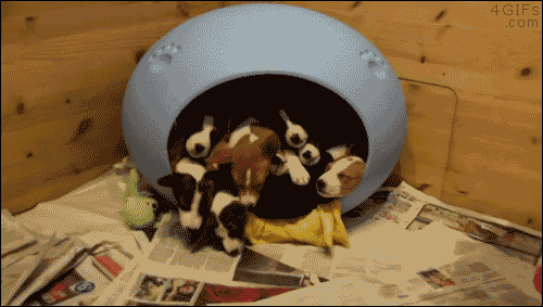 tumblr_nqzqxcqzh31tlb56zo1_500-1.gif