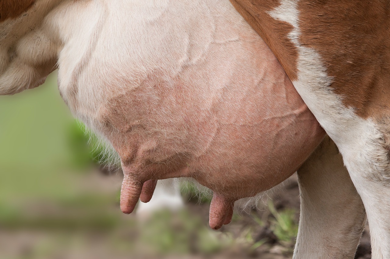 udder-168821_1280.jpg