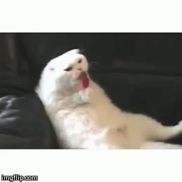 uJOFonllw0GpG.gif