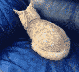 upload_2019-1-24_8-37-47.gif