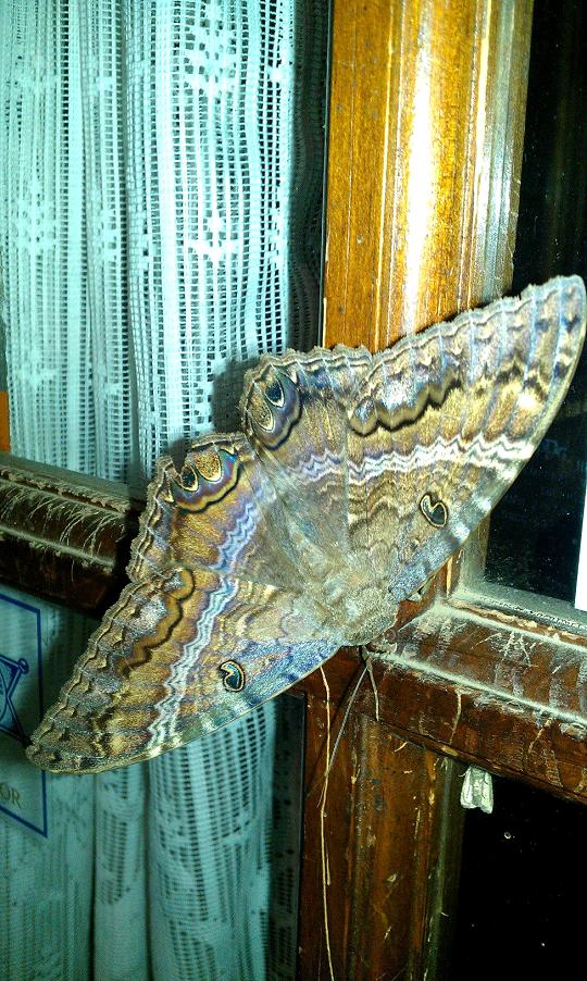 upload_2019-5-11_20-7-15.jpeg