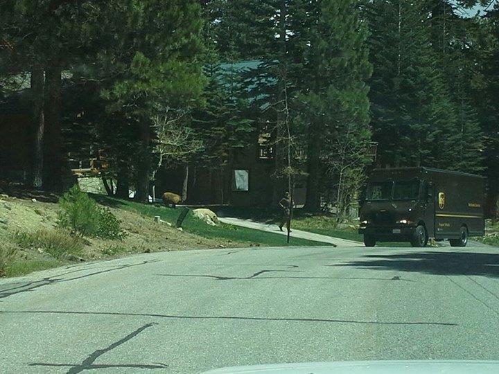 UPS Bear.jpg
