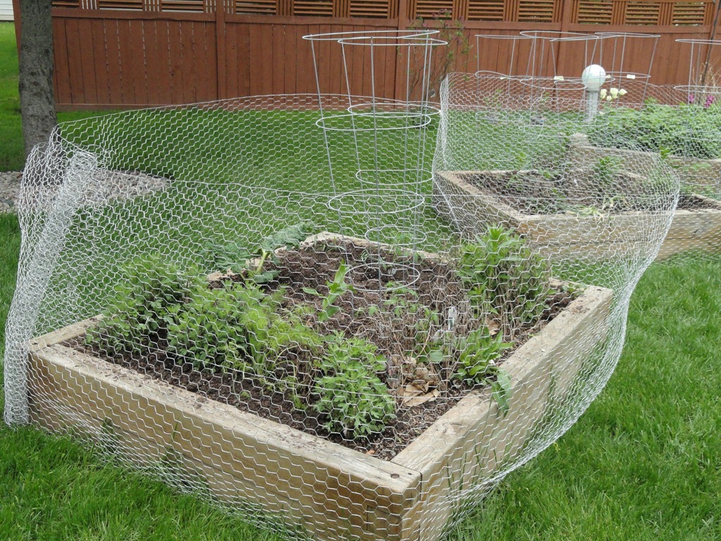 vegetable-garden-fence-chicken-wire-photo-17.jpg