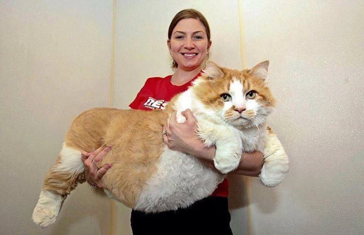 Very-Maine-Coon-Cat-With-Girli.png