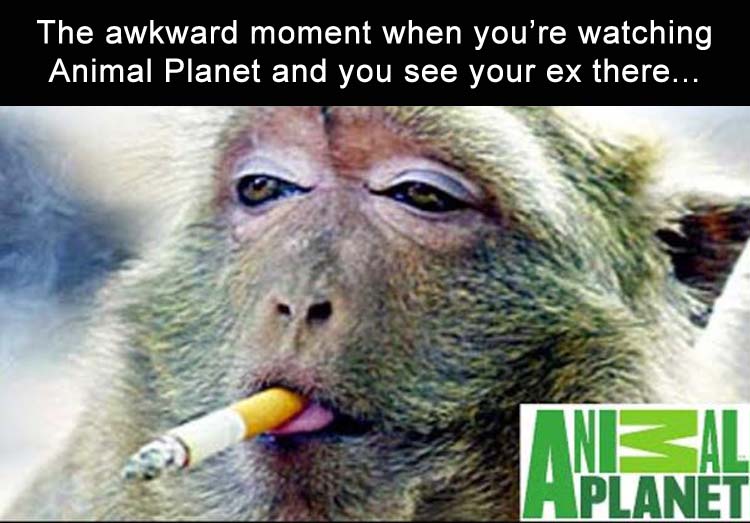 watching-animal-planet.jpg